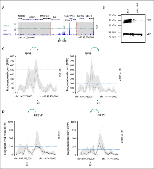 Figure 3. PU.1 initiates spatial chromatin activity in the PU.1 SubTAD. (A) PU.1 ChIP-seq tracks of undifferentiated THP-1 (green, top) and 72-hour PMA + VD3–treated THP-1 cells (blue, bottom) around the PU.1 gene locus (220-kb range). The dashed red lines indicate the boundaries of the PU.1 SubTAD (white region). The UCSC browser gene track is shown above. Green arrowheads represent position of the PU.1 promoter (PP) and the URE. (B) western blot confirming PU.1 knockdown in transgenic THP-1 cells carrying an inducible shRNA against PU.1 (shPU.1 kd), in comparison with control transgenic THP-1 cells carrying an inducible SC4 shRNA. The cells were first treated with Dox for 24 hours and then with PMA + VD3 for another 12 hours. VCP is shown as loading control. The molecular protein mass is indicated in kilodaltons using a prestained protein ladder (#26617, Thermo Scientific). (C-D) 4C-seq profiles from 2 independent experiments displaying impaired spatial contacts of the PU.1 promoter (PP VP; C) or the reciprocal URE (URE VP; D) VP within the PU.1 SubTAD after PU.1 knockdown early in differentiation. The THP-1 cells carrying PU.1 shRNA or SC4 control shRNA constructs were Dox and PMA + VD3 treated as in panel B. Green arrows at the top indicate the direction of VP interaction with the URE or the PU.1 promoter, respectively. Green arrowheads at the bottom represent position of the PU.1 promoter (PP) and the URE. Dashed blue lines represent heights of the URE or promoter interacting with the used VP.