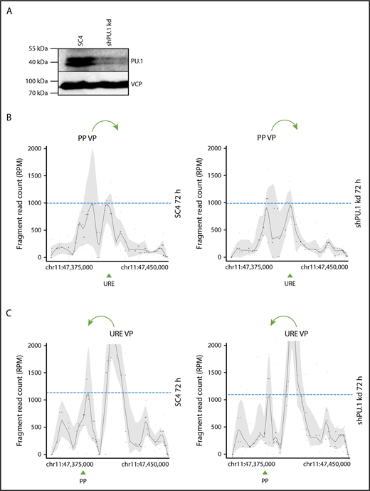 Figure 4. PU.1 is dispensable for stabilization of the PU.1 SubTAD. (A) PU.1 western blot with an antibody against PU.1 (top) or VCP (bottom), as loading control, of THP-1 cells carrying either the SC4 or the PU.1 shRNA. The cells were first treated with PMA and VD3 for 48 hours, and then Dox was added for another 24 hours, again in the presence of PMA and VD3. The total differentiation time was therefore 72 hours, and the PU.1 knockdown was induced late during differentiation. The molecular protein mass is indicated. (B-C) 4C-seq profiles displaying spatial contacts of the PU.1 promoter (PP VP; B) or the URE (URE VP; C) VP within the SubTAD in induced THP-1 cells carrying Dox-responsive shRNA constructs against PU.1 or the SC4 control. The cells were Dox and PMA + VD3 treated as in panel A. Green arrows at the top indicate the direction of VP interaction with the URE or the PU.1 promoter, respectively. Green arrowheads at the bottom represent position of the PU.1 promoter (PP) and the URE. Dashed blue lines represent heights of the URE or promoter interacting with the used VP.
