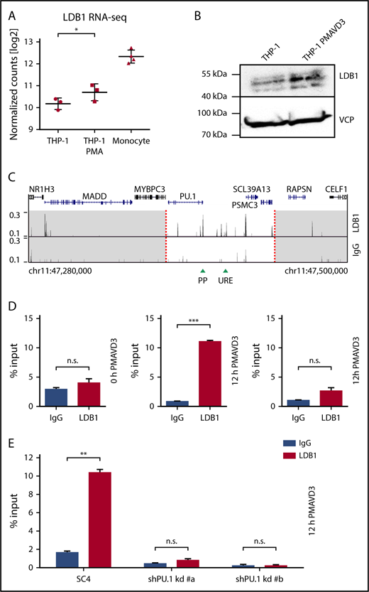 Figure 5. PU.1-dependent LDB1 recruitment to the PU.1 locus upon differentiation. (A) RNA-seq with undifferentiated (left column, n = 3) and 72-hour PMA-differentiated THP-1 cells (middle column, n = 3) as well as with primary human monocytes (right column, n = 4). Individual data points as well as means ± SD are indicated *P < .1; **P < .05 (false discovery rate–adjusted P values. (B) LDB1 protein levels in undifferentiated and 72-hour PMA + VD3–differentiated THP-1 cells as detected by western blotting. VCP was used as loading control. The molecular protein mass is indicated. (C) LDB1 (top) and IgG (bottom) ChIP-seq tracks of 12-hour PMA + VD3–differentiated THP-1 cells around the PU.1 gene locus (220-kb range). The dashed red lines indicate the boundaries of the PU.1 SubTAD (white region). The UCSC browser gene track is shown above. Green arrowheads represent positions of the PU.1 promoter (PP) and the URE. (D) LDB1 binding to the PU.1 locus increases with differentiation. ChIP-qPCR with primers specific for the PU.1 URE (left and middle) or an adjacent negative control region (right), which was chosen based on lack of a LDB1 binding peak in the LDB1 ChIP-seq data shown in panel C. Chromatin was from undifferentiated (left) or 12-hour PMA + VD3–differentiated THP-1 cells (middle and right) that was precipitated with an antibody against LDB1 (red bars) or an IgG control antibody (black bars). (E) LDB1 chromatin binding requires PU.1. ChIP-qPCR with primers for the URE and chromatin template of 72-hour Dox-treated THP-1 cells expressing a negative control shRNA (left) or shRNAs against PU.1 (middle and right). The cells were also treated with PMA + VD3 12 hours before harvest to induce LDB1 binding. Error bars in panels D and E represent SD of the mean. n.s., not significant; **P < .01; ***P < .001 (significantly different means calculated by the Student t test).