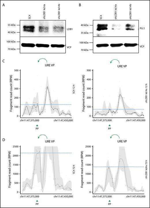 Figure 6. LDB1 promotes PU.1 expression and chromosomal looping between PU.1 gene regulatory elements. (A) Western blot confirming reduced LDB1 expression upon induction of LDB1 knockdown in 2 THP-1 lines carrying different LDB1 shRNA constructs in comparison with THP-1 cells harboring the SC4 shRNA. Cells were Dox treated for 72 hours. (B) PU.1 expression was downregulated upon LDB1 knockdown as seen by western blotting with an anti-PU.1 antibody. VCP served as loading control, and the molecular protein mass is indicated (A-B). (C-D) 4C-seq profiles displaying spatial contacts of the PU.1 URE (URE VP) VP within the PU.1 SubTAD in induced THP-1 cells carrying Dox-responsive LDB1 shRNA or SC4 shRNA constructs. (C) Cells were Dox treated for a total of 36 hours, whereby PMA and VD3 were added 12 hours prior to harvest to trigger differentiation. (D) Cells were first treated with PMA + VD3 for an initial 24 hours followed by a treatment with PMA + VD3 and Dox for additional 48 hours. Green arrows at the top indicate the direction of VP interaction with the PU.1 promoter. Green arrowheads at the bottom represent position of the PU.1 promoter (PP). Dashed blue lines represent heights of the promoter interacting with the used URE VP. Each plot (C-D) is representative of at least 2 independent shRNAs against LDB1.