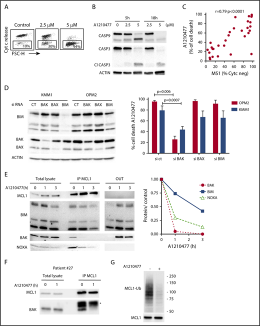 Figure 4. Mechanism of action of A1210477 in sensitive myeloma cells. (A) Cytochrome c release and (B) immunoblots of caspase 3 and 9 activation in OPM2 cell line under A1210477 treatment. Results are representative of at least 2 independent experiments. (C) Correlation between A1210477 sensitivity and BH3 profiling. BH3 profiling of HMCLs was performed using MS1 peptide (10 μM), and loss of cytochrome c was analyzed by flow cytometry, as previously described.20 Values of cytochrome c negative cells corresponding to BH3 profiling are indicated in supplemental Table 3. Sensitivity to A1210477 (5 μM) was plotted vs cytochrome c negative cells. The Spearman rank correlation is indicated. (D) A1210477-induced cell death is impaired by BAK silencing, but neither BAX nor BIM silencing. OPM2 and KMM1 were transfected with the different siRNA, protein expression was determined 48 hours after transfection, and cells were treated with A1210477 for 24 hours before assessing cell death by Annexin V staining. The induction of apoptosis was compared with the nontreated controls. Results represent the mean of 4 independent experiments. Statistical analysis was performed by Kruskal-Wallis test. (E) A1210477 disrupts the complexes of MCL1 with its proapoptotic counterparts. Immunoprecipitation of MCL1 was performed after short A1210477 treatment (2 μM) of OPM2 cells, followed by western blotting of indicated proteins. Quantification of proteins bound to MCL1 was performed for each condition relative to endogenous complexes without treatment. Quantification of bound proteins was performed using ImageJ software. (F) Myeloma cells from patient #27 were treated with A1210477 (2 μM) for 1 hour. Lysates were obtained and MCL1 immunoprecipitates were analyzed by western blot, as in E. *Ab light chain (G) A1210477 binding to MCL1 impaired MCL1 ubiquitination. OPM2 cell line was preincubated during 3 hours with MG-132 (1 μM). Then, A1210477 (1.5 μM) was added for 30 minutes. Cell lysates were used for the detection of ubiquitinylated MCL1 captured by TUBEs, followed by western blotting analysis.