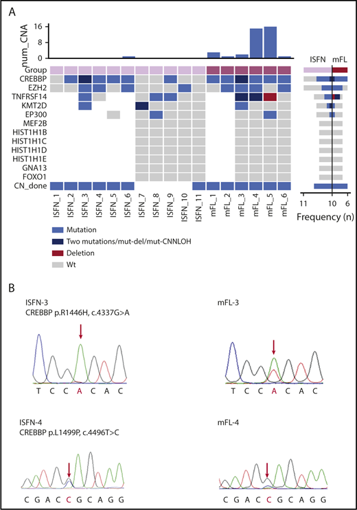 Figure 1. Mutation overview in mFL and ISFN cases. (A) The heat map shows the case-specific pattern of mutations found by Sanger sequencing and NGS. Each column represents a case sorted by ISFN and mFL. Each row represents a gene. (Right) Bar graph illustrates the mutation frequency of each gene in a specific entity. (Top) Bar graph indicates the number of copy number alterations detected by array-comparative genomic hybridization in a previous study.13 Loss of heterozygosity determination based on polymorphic single-nucleotide polymorphism (data not shown) indicated TNFRSF14 CNN-LOH alteration in mFL-3. mFL cases 1 and 2 were analyzed for mutations in CREBBP and EZH2 with Sanger sequencing only. (B) Examples of CREBBP mutations detected in 2 paired ISFN/mFL samples by Sanger sequencing. The peak of the ancestral base is higher than in the mFL case in the ISFN. The analysis was performed in microdissected ISFN. CNN-LOH, copy number neutral loss of heterozygosity; wt, wild-type.