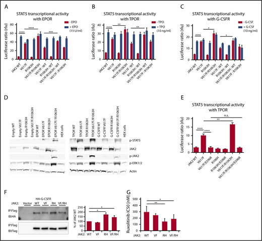 Figure 2. STAT5 transcriptional activity, the status of activation of downstream signaling by human JAK2 V617F and R1063H in the presence of dimeric myeloid cytokine receptors, the binding affinities of JAK2 mutants to G-CSFR and in vitro drug sensitivity assay. Constitutive and cytokine-dependent STAT5 transcriptional activity, as assessed by dual-luciferase assay, in γ2A cells transfected with JAK2 WT, JAK2 V617F, JAK2 R1063H, and JAK2 V617F/R1063H double mutant in the presence of EPOR (A), TPOR (B), and G-CSFR (C). Homozygous and heterozygous states of JAK2 mutants are mimicked. Shown are the averages of 9 replicates from 3 independent experiments ± standard error of the mean (SEM). *P < .05, **P < .01, ***P < .001, ****P < .0001, 1-way analysis of variance (ANOVA), followed by the post hoc Tukey test. (D) Western blot analysis of constitutive JAK2, STAT5, and ERK 1/2 phosphorylation levels (indicative of activated status) induced by human JAK2 mutants coexpressed with empty vector/cytokine receptors in HEK 293T cells. β-actin antibody was used as a loading control. Higher levels of p-JAK2 (p-Tyr1007/1008), p-STAT5 (p-Tyr694), and p-ERK 1/2 (p-Thr 202/p-Tyr 204) are observed in cells expressing the JAK2 V617F/R1063H double mutant in comparison with JAK2 V617F. Image shown is representative of 3 independent experiments. (E) The effect of E596R mutation on constitutive STAT5 activation induced by JAK2 V617F and JAK2 V617F/R1063H, as evaluated by dual-luciferase assay, in γ2A cells in the presence of TPOR. Both mutated proteins exhibit a similar decline in constitutive activity. The graph displays the averages of 9 replicates from 3 independent experiments ± SEM. **P < .01, ****P < .0001, 1-way ANOVA, followed by the post hoc Tukey test. (F) JAK2 mutants bind to the cytokine receptor G-CSFR with different affinities. Flag-tagged JAK2 mutants were transiently expressed in HEK 293 cells in which hemagglutinin-tagged G-CSFR was stably expressed. Interaction was examined by coimmunoprecipitation with anti-Flag affinity gel. Immunoblot band intensity was quantified by ImageJ software and normalized to a loading control, and WT JAK2 intensity was set to 100%. The data represent the mean of 3 independent experiments; T bars designate SEM. See also supplemental Figure 4. P values < .05 were considered statistically significant. *P < .05, Student paired t test with equal variance. (G) In vitro drug sensitivity assay. Stably transfected Ba/F3/EPOR cells expressing JAK2 WT, JAK2 V617F, JAK2 R1063H, and JAK2 V617F/R1063H were cultivated for 72 hours with decreasing concentrations of the JAK2 inhibitor ruxolitinib (1, 0.5, 0.25, 0.1, 0.05, 0.01, 0.001, and 0 µM). IC50 was defined as the drug concentration needed to inhibit 50% of cell growth (using GraphPad Prism 6.01 software). The data represent the mean of 7 independent experiments performed in triplicates (see also supplemental Material and methods for details). T bars designate the standard deviation. When the ruxolitinib sensitivity of mutant cells is compared with WT cells, the sensitivity of V617F+ cells is not statistically significant, whereas R1063H+ and V617F/R1063H double-mutant cells are significantly more sensitive to ruxolitinib compared with WT cells. Experiments with AZ-960 revealed comparable results (data not shown). P < .05 was considered statistically significant. *P < .05, **P < .01, 1-way ANOVA, followed by the post hoc Tukey test. IB, immunoblot; IP, immunoprecipitation; RH, R1063H; rlu, relative light unit; VF, V617F; VF/RH, V617F/R1063H.