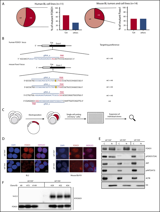 Figure 2. Mutations impairing T24 phosphorylation lock FOXO1 in the cell nucleus. (A) Pie charts indicating the incidence of nonsynonymous FOXO1 mutations in human BL cell lines (left) and mouse BL-like tumors (right). The bar diagrams show the percentage of FOXO1 mutations involving the AKT-dependent phosphorylation site at T24 (T24) or other positions (others) in human and mouse BL. (B) Design of FOXO1 gRNAs used for CRISPR/Cas9 experiments in human and mouse BL cells. CRISPR/Cas9 target sequences are given in blue (protospacer) and red (PAM). In the mouse FOXO1 locus the nucleotide affected by the T24 mutation is marked in yellow. (C) Experimental scheme for the generation of isogenic cell line clones analyzed in panels D-F. After electroporation and transient coexpression of gRNA, Cas9 and mCherry individual reporter-positive cells were FACS-based sorted and expanded for analysis. (D) Immunofluorescence analysis of FOXO1 (red) in CRISPR/Cas9-modified human and mouse BL cells. Parental cell lines (BL2 and mouse BL#19) carrying heterozygous FOXO1 T24 mutations (wt+/mt+) and isogenic cell line clones in which the mt alleles were ablated (wt+/mt−) are shown. Cell nuclei were counterstained with DAPI (blue; scale bar, 5 μm). (E) Western blot analysis of FOXO1 expression in subcellular fractions of mouse BL#19 cells (wt+/mt+) and isogenic cell line clones in which the wt (wt−/mt+) or the mt Foxo1 allele (wt+/mt−) was specifically ablated. The purity of the cytoplasmic and nuclear fraction was determined by actin (ACTB) and histone H3 (H3) antibodies, respectively. In addition, pFOXO1 (T24), pAKT (S473), and AKT expression were detected by the appropriate antibodies. Data are representative of 2 experiments. (F) Western blot analysis of 14-3-3 protein expression after immunoprecipitation with FOXO1 antibody in isogenic mouse BL cell lines (as described in panel D). Per genotype, 3 individual cell line clones were analyzed. The membrane was also incubated with anti-FOXO1 antibody to verify precipitation of the transcription factor. Data are representative of 2 experiments. C, cytoplasmic fraction; N, nuclear fraction.