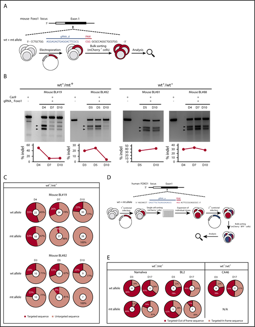 Figure 3. Nuclear FOXO1 promotes lymphoma growth. (A) Experimental scheme of CRISPR/Cas9-mediated FOXO1 ablation in murine BL cells. After transient expression of Cas9 and the Foxo1 gRNA_d, which highly efficiently targets wt and mt Foxo1, reporter-positive cells were FACS-based sorted and the bulk of tumor cells analyzed in panels B-C. CRISPR/Cas9 target sequences are given in blue (protospacer) and red (PAM). (B) Foxo1 T7EI assay in CRISPR/Cas9-modified mouse BL cells at indicated time points after FACS-based sorting of mCherry-positive cells. Two cell lines characterized by a heterozygous T24 mutation (mouse BL#19 and #82) were analyzed as well as 2 cell lines exclusively expressing wt FOXO1 (mouse BL#81 and #88). Arrows indicate the expected positions of DNA bands cleaved by mismatch-sensitive T7EI. The calculated rate of indel mutagenesis after quantification of band intensities is shown in the graphs. (C) Foxo1 sequence analysis after CRISPR/Cas9 editing in mouse BL cell lines (mouse BL#19 and #82) at indicated time points after FACS-based sorting. Pie charts depict the distribution of CRISPR edited (targeted) vs untargeted sequences. The total number of sequences analyzed is given in the center of the chart. (D) Experimental setup for stable FOXO1 ablation in human BL cells. Cas9 coupled with an mCherry fluorescent reporter was introduced to the cells by lentiviral infection. Single mCherry-positive cells were FACS-based sorted, and stable expressing Cas9 clones were further expanded. In a second step, Cas9-positive clones were infected with a lentiviral construct encoding FOXO1 gRNA coupled to a BFP fluorescent reporter. mCherry- and BFP-coexpressing cells were sorted and Sanger sequencing was performed in genomic DNA extracted from the bulk of tumor cells at indicated time points. The protospacer (PAM) sequence is given in blue (red) as in panel A. (E) FOXO1 sequence analysis after CRISPR/Cas9 editing in human BL cell lines (Namalwa, BL2, and CA46) at indicated time points after FACS-based sorting. CRISPR-edited sequences were analyzed and the distribution of “out-of-frame” vs “in-frame“ sequences is shown in the pie charts. The total number of sequences analyzed is given in the center of the chart.