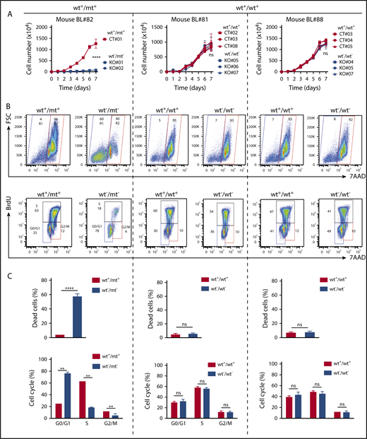 Figure 4. Nuclear FOXO1 induces proliferation and survival in mouse BL cell lines. (A) Growth curves of mouse BL cell lines and their isogenic Foxo1 KO clones. Cells characterized by a heterozygous T24 mutation (mouse BL #82) or cell lines exclusively expressing wt FOXO1 (mouse BL#81 and #88) were analyzed. Individual clones of the parental cell lines (CT) and FOXO1-ablated clones (KO) were analyzed over time. The graph summarizes data of 3 experiments. Bars indicate the standard deviation. ****P < .0001 (Wilcoxon–Mann-Whitney test). (B) Representative FACS analysis of 5-bromo-2′-deoxyuridine (BrdU) and 7-aminoactinomycin D (7-AAD) staining in parental and Foxo1 KO cells. For each cell line, a single clone per condition (CT and KO) is shown. The gating strategy for dead (R1) and living (R2) cells is depicted. Numbers indicate the gate frequency (in percent). (C) Quantification of dead cells (R1 in panel B) and proliferating cells (G0/G1; S; G2/M in panel B) in cell line clones as analyzed in panel A. Bars indicate the standard deviation. *P < .05; **P < .01; ***P < .001; ****P < .0001 (Wilcoxon–Mann-Whitney test). ns, not significant.