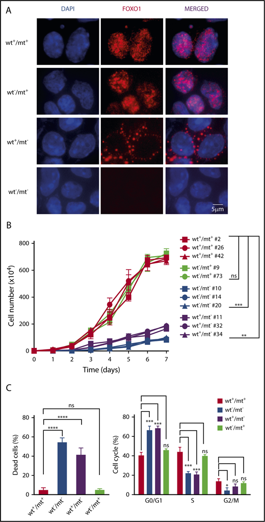 Figure 5. Cytoplasmic FOXO1 is not required for survival and proliferation of T24 mt mouse cells. (A) Immunofluorescence analysis of mouse BL cells using FOXO1 antibody (red). Parental cells (mouse BL#19) characterized by a heterozygous T24 mutation (wt+/mt+) and isogenic cell line clones in which the wt (wt−/mt+) or the mt Foxo1 allele (wt+/mt−) was ablated are shown. Foxo1 KO cells (wt−/mt−) complete the analysis. Cell nuclei were counterstained with DAPI (blue; scale bar, 5 μm). (B) Growth curves of parental cell line clones (wt+/mt+) and isogenic cell line clones that express mt (wt−/mt+) or wt FOXO1 (wt+/mt−). Foxo1 KO cells (wt−/mt−) complete the analysis. The graph summarizes data of 3 experiments. Bars indicate the standard deviation. **P < .01; ***P < .001 (Wilcoxon–Mann-Whitney test). (C) Quantification of dead cells and proliferating cells in cell line clones as analyzed in panel B. FACS analysis of BrdU and 7-AAD staining was used to determine the cellular phenotype. Bars indicate the standard deviation. *P < .05; ***P < .001; ****P < .0001 (Wilcoxon–Mann-Whitney test).