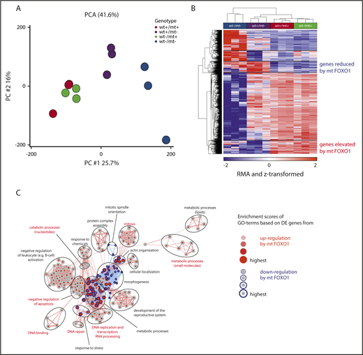 Figure 6. Nuclear FOXO1 regulates gene expression. (A) Unsupervised PCA based on global transcript expression generated from individual cell line clones (n = 3 per genotype) as analyzed in Figure 5. (B) Hierarchical clustering of transcripts (n = 1500) differentially expressed in at least 1 of the groups (FDR q value < 0.05). (C) Summary of gene ontology enrichment analysis findings based on transcripts specifically deregulated by mt FOXO1 (n = 210 upregulated; n = 103 downregulated).