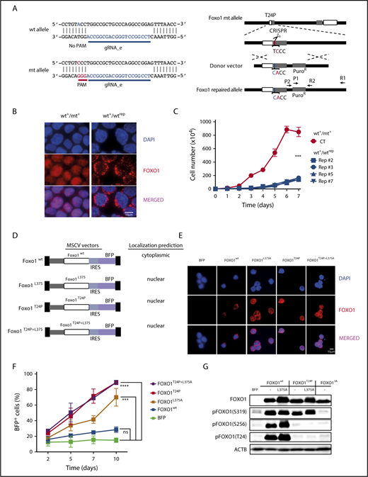 Figure 7. T24 mutation or NES deficiency of FOXO1 act redundantly on mouse BL growth. (A) Schematic depiction of CRISPR/Cas9 targeting at the endogenous mouse Foxo1 locus to repair the T24 mutation. The Foxo1 gRNA_e was selected to specifically target the mt allele because of the lack of the PAM sequence at the wt allele. (B) Immunofluorescence analysis of mouse BL cells using FOXO1 antibody (red). Parental cells (mouse BL#19) carrying a heterozygous Foxo1 T24 mutation (wt+/mt+) and an isogenic cell line clone in which the mt allele was repaired to express exclusively wt FOXO1 (wt+/wtrep) are shown. Cell nuclei were counterstained with DAPI (blue; scale bar, 10 μm). (C) Growth curves of parental cells (wt+/mt+) and isogenic cell line clones (wt+/wtrep) in which the mt allele was repaired by CRISPR/Cas9 genome editing. The graph summarizes data of 3 experiments. Bars indicate the standard deviation. ***P < .001 (Wilcoxon-Mann-Whitney test). (D) Murine stem cell virus–based vector constructs for overexpression of wt and mt FOXO1. Transgene expression is coupled to BFP via an internal ribosome entry site sequence. (E) Immunofluorescence analysis of infected mouse BL cells using FOXO1 antibody (red). Foxo1 KO cells were either transduced with an empty vector (BFP) or the constructs described in panel D. Cell nuclei were counterstained with DAPI (blue; scale bar, 10 μm). (F) Percentage of BFP expressing cells over time. After infection of Foxo1 KO cells with the constructs described in panel D, the proportion of transgene-expressing cells was monitored by FACS at indicated time points. The graph summarizes the results of 2 infections. Bars indicate the standard deviation. ***P < .001; ****P < .0001 (Wilcoxon-Mann-Whitney test). (G) Western blot analysis of AKT-dependent FOXO1 phosphorylation in mouse BL cells infected with the constructs depicted in panel D. Cells expressing mt FOXO1 AAA (FOXO13A), which is impaired in T24, S256, and S319 phosphorylation, were included as controls. ACTB served as loading control. Data are representative of 2 experiments.
