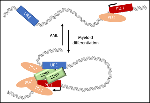 Model depicting how PU.1 and LDB1 could support URE contacts with the PU.1 gene in normal and abnormal situations. LDB1 and PU.1 accumulate at the PU.1 promoter and at the URE supporting contacts during myeloid differentiation in parallel with increasing PU.1 expression. In AML, PU.1 expression is low, and these long-range contacts are reduced. One testable explanation is that PU.1 and LDB1 occupancy in the locus is reduced in AML and that this results in loss of contacts between the URE enhancer and PU.1.