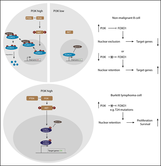 Activity of FOXO1 in nonmalignant and Burkitt lymphoma cells. High phosphoinositide-3-kinase (PI3K) kinase activity in nonmalignant cells leads to FOXO1 phosphorylation (P), followed by its 14-3-3 protein-associated nuclear export and proteasomal degradation, whereas FOXO1 regulates target genes in the absence of PI3K signaling. In Burkitt lymphoma cells, mutations in FOXO1 prevent its export from the nucleus in the presence of constitutive PI3K activity, promoting survival and proliferation.