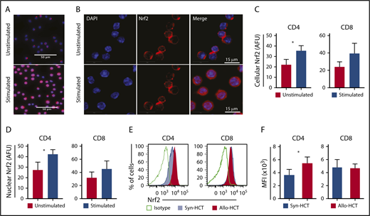 Figure 1. T cell-activation promotes Nrf2 nuclear translocation and protein expression. (A-D) Magnetically sorted WT B6 CD4 or CD8 T cells were stimulated with anti-CD3 and anti-CD28 for 24 hours for immunofluorescence analysis (n = 3 independent experiments). (A-B) Representative immunofluorescence images showing Nrf2 immunostaining (red) and DAPI (blue). Mean total cellular (C) and nuclear (D) fluorescent intensity of Nrf2 immunostaining. More than 600 cells were analyzed for each condition. (E-F) WT B6 TCD BM and T cells were transplanted into lethally irradiated B6 (Syn-HCT) or BALB/c (Allo-HCT) recipients. Representative flow cytometric analysis (E) and mean fluorescence intensity (MFI) (F) of the intracellular levels of Nrf2 within donor T cells were performed using recipient spleens on day 14 after HCT. Data represent the mean + standard deviation from 1 of 2 independent experiments (n = 5-7 mice per group). *P < .05. AFU, arbitrary fluorescent unit.