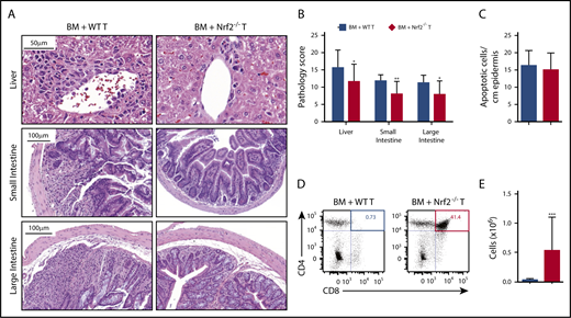 Figure 3. Nrf2 activity in allo-T cells contributes to hepatic, intestinal, and thymic GVHD. Lethally irradiated BALB/c recipients received B6 WT TCD BM and 0.5 × 106 B6 WT or Nrf2−/− T cells. The GVHD target organs of the recipients were analyzed on day 14 after HCT. Representative hematoxylin and eosin (H&E)-stained images of liver, small intestine, and large intestine (A) that were scored for histopathologic damage (B). (C) H&E-stained slides of skin were assessed for the number of apoptotic keratinocytes per centimeter of epidermis. Data represent the mean ± standard error of the mean combined from 2 independent experiments (n = 16 per group). Flow cytometric analysis of thymic damage; representative dot plots show the percentage (D) and number (E) of total CD4+CD8+ double-positive thymocytes. Data represent the mean + standard deviation combined from 3 independent experiments (n = 18 per group). *P < .05, **P < .01, ***P < .005.