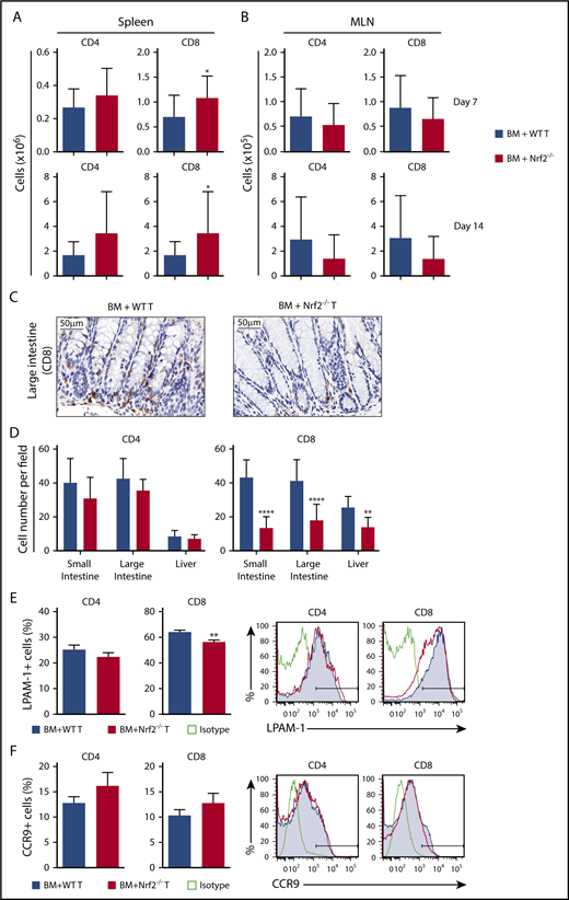 Figure 5. Nrf2−/− donor T cells display decreased intestinal infiltration and LPAM-1 expression. (A-B) Lethally irradiated BALB/c recipients were transplanted with WT B6 TCD BM and 0.5 × 106 B6 WT or Nrf2−/− T cells. Recipient organs were analyzed on days 7 and 14 after HCT. Spleens (n = 15 per group, 3 independent experiments) (A) and MLNs (n = 24 or 25 per group, 5 independent experiments) (B) were analyzed for donor CD4+ and CD8+ T cells using flow cytometry. (C-D) Lethally irradiated BALB/c recipients were transplanted with WT B6 TCD BM and 0.5 × 106 B6 WT or Nrf2−/− T cells. Representative immunohistochemistry images (showing CD8+ cells) (C) and quantification of T cells in recipient liver, small and large intestines (D) on day 14 after HCT (n = 16 per group, 2 independent experiments). Splenocytes were analyzed for the percentage of LPAM-1 (E) and CCR9 (F) expression in donor T cells (n = 20 per group, 4 independent experiments). Data represent the mean + standard deviation combined from independent experiments. *P < .05, **P < .01, ****P < .0001.