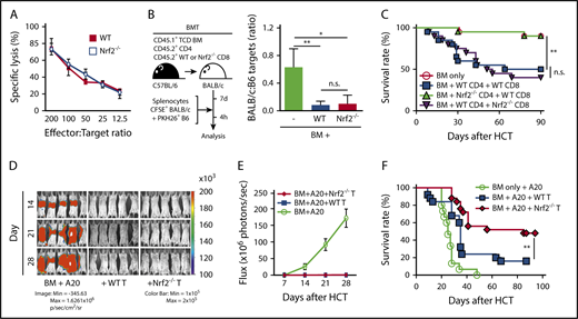 Figure 7. Nrf2 is dispensable for donor CD8+ T-cell cytotoxicity and GVT capacity. (A) In vitro cytotoxicity assay. WT and Nrf2−/− CD8+ T cells isolated from steady-state spleens were activated with anti-CD3 and anti-CD28 in vitro for 72 hours, followed by incubation with 51Cr-labeled allogeneic A20 tumor target cells for 18 or 19 hours (n = 2 independent experiments). (B) In vivo cytotoxicity assay. Lethally irradiated BALB/c recipients were transplanted with WT B6 TCD BM and a total of 0.5 × 106 T cells, composed of B6 WT CD4+ cells mixed with WT or Nrf2−/− CD8+ T cells at a 2:1 ratio. On day 7, recipients were challenged with a 1:1 infusion of CFSE-labeled BALB/c allogeneic and PKH26-labeled B6 syngeneic control targets. Elimination of targets was assessed in the spleen by flow cytometry 4 hours after challenge (n = 3 in BM group, n = 9 per group in BM + WT or Nrf2−/− T groups; 2 independent experiments). (C) Lethally irradiated BALB/c recipients were transplanted with WT B6 TCD BM alone or with a total of 0.5 × 106 T cells, composed of B6 WT or Nrf2−/− CD4+ and CD8+ T cells mixed at a 2:1 ratio. Recipients were monitored daily for mortality (n = 20 per group; 2 independent experiments). (D-E) Lethally irradiated BALB/c recipients transplanted with WT B6 TCD BM alone or with 0.5 × 106 WT or Nrf2−/− T cells were challenged with 0.5 × 106 A20-TGL cells. The whole-body distribution of tumor burden was tracked weekly using bioluminescent signal intensity. (D) Representative bioluminescence images showing pseudocolor images superimposed on conventional photographs. (E) Tumor burden in mice quantified as bioluminescence image flux. Data represent mean ± SEM from 2 independent experiments (n = 10 in BM group, n = 18 to 20 each in BM + WT or Nrf2−/− T groups). (F) Lethally irradiated BALB/c recipients transplanted with WT B6 TCD BM alone or with 0.5 × 106 WT or Nrf2−/− T cells were challenged with 0.5 × 106 A20-TGL cells. Recipients were monitored daily for mortality (n = 15 in BM group, n = 25 each in BM + WT or Nrf2−/− T groups; 3 independent experiments). *P < .05, **P < .01. n.s., not significant.