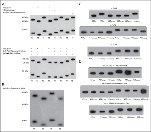 Figure 2. N-Hyperglycosyation of SAMD14 and neurabin-I in PCNSL. (A) N-hyperglycosylation of SAMD14 and neurabin-I in patients with SAMD14/neurabin-I-reactive lymphoma BCRs. Deglycosylation of SAMD14 and neurabin-I from PCNSL tissue with a panel of endo- or exoglycosidases (PNGase-F, O-glycosidase, neuraminidase, β-n-acetylglycosidase and galactosidase). (Top) Lane 1: untreated PCNSL tissue from patient #3 (without SAMD14 reactive lymphoma BCR). Lane 2: PNGase-F treated PCNSL tissue from patient #3. Lane 3: untreated PCNSL tissue from patient #6 (with SAMD14-reactive lymphoma BCR). Lane 4: PNGase-F-treated PCNSL tissue from patient #6. Lane 5: O-glycosidase-treated PCNSL tissue from patient #3. Lane 6: O-glycosidase-treated PCNSL tissue from patient #6. Lane 7: α-2(3,6,8,9)-neuraminidase-treated PCNSL tissue from patient #3. Lane 8: α-2(3,6,8,9)-neuraminidase treated PCNSL tissue from patient #6. (Bottom) Lane 1: untreated PCNSL tissue from patient #3. Lane 2: PNGase-F-treated PCNSL tissue from patient #3. Lane 3: untreated PCNSL tissue from patient #6. Lane 4: PNGase-F-treated PCNSL tissue from patient #6. Lane 5: β-N-acetylglucosaminidase-treated PCNSL tissue from patient #3. Lane 6: β-N-acetylglucosaminidase-treated PCNSL tissue from patient #6. Lane 7: β-1→4-galactosidase-treated PCNSL tissue from patient #3. Lane 8: β-1→4-galactosidase-treated PCNSL tissue from patient #6. The treatment with PNGase-F and β-N-acetylglucosaminidase resulted in the disappearance of the differences in molecular weights of both antigens from patients #3 and #6. (B) Deglycosylation of SAMD14 and neurabin-1 from PCNSL tissue only with β-N-acetylglucosaminidase. The treatment with β-N-acetylglucosaminidase resulted in the disappearance of the differences in molecular weights of both SAMD14 and neurabin-I from patients #3 and #6. (C) Identification of the hyperglycosylated Asn residues. Western blots of several constructs of SAMD14 and neurabin-I with different mutants of N-glycosylation sites expressed in LCLs derived from patients with and without hyperglycosylated SAMD14 and neurabin-I. Anti-FLAG antibodies were used as primary antibodies. These western blots showed the disappearance of the gain in molecular weight for the point-mutated, full-length proteins N339Q SAMD14 and N1277Q neurabin-I expressed in LCLs of patients with PCNSL with SAMD14/neurabin-I antibodies. (D) Identification of the hyperglycosylated Asn residues. Western blots of several constructs of SAMD14 and neurabin-I with different mutants of N-glycosylation sites expressed in LCLs derived from patients with and without hyperglycosylated SAMD14 and neurabin-I. Instead, Anti-FLAG primary antibody recombinant SAMD14/neurabin-I-specific Fab was used as primary antibody. These western blots show double bands as they unspecifically stain for both wild-type SAMD14 (hyperglycosylated) and nonhyperglycosylated N339Q SAMD14, and for both wild-type neurabin-I (hyperglycosylated) and N1277Q neurabin-I.