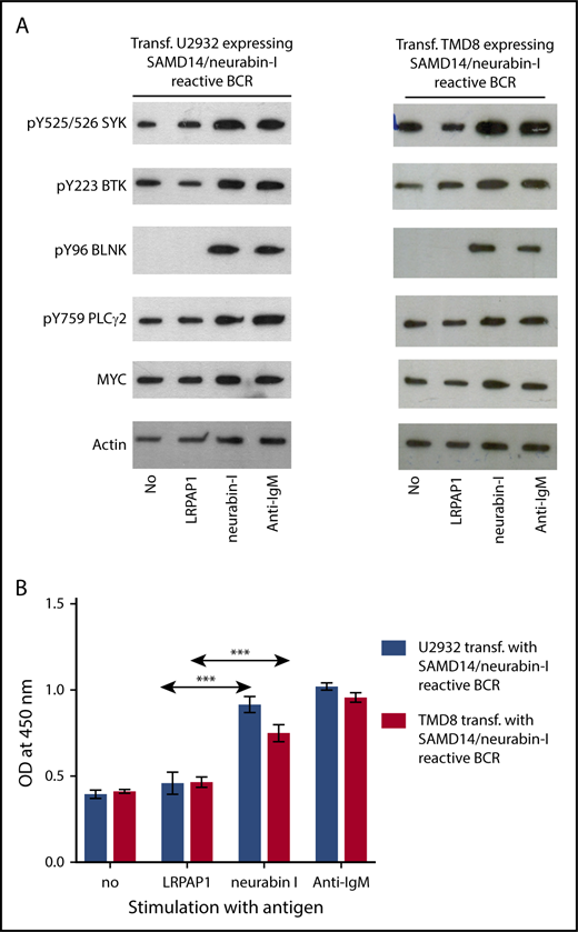 Figure 3. BCR pathway activation and proliferation induced by BCR-specific antigens. (A) Activation of the BCR signaling pathway. The western blot analysis of the BCR signaling pathway shows a strong activation by the addition of SAMD14 in transfected TMD8 and U2932 cells expressing a SAMD14/neurabin-I-reactive BCR or by the addition of anti-IgM. The addition of the cognate antigens or anti-IgM antibody results in the upregulation of pTyr525/526 SYK, pTyr96 BLNK, pTyr759 PLCγ2, and pTyr223 BTK and led to an overexpression of c-Myc. (B) Proliferation induction of aggressive lymphoma cell lines by BCR-specific antigens. The columns (formazan at an OD of 450 nm) represent the proliferation of cells measured by reduction of tetrazolium salt to colored formazan by viable cells (EZ4U assay). Addition of epitope containing region of neurabin-I resulted in a significant increase in proliferation of TMD8 and U2932 cells expressing SAMD14/neurabin-I-reactive BCRs. Experiments were performed in triplicates for each condition and repeated for 3 times (***P ≤ .001).