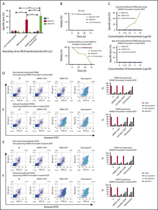 Figure 4. Specific killing of aggressive lymphoma cells using BCR-antigen/toxin constructs. (A) LDH-release assay. Percentage specific lysis of nontransfected OCI-Ly3 cells or OCI-LY3 cells transfected to express either MAZ-specific or SAM-specific BCRs after incubation with 5 μg/mL neurabin-I/ETA or MAZ/ETA, respectively, for 24 hours. Experiments were performed in triplicates and repeated 3 times (****P ≤ .0001). (B) Trypan blue exclusion assay. Cell viability of transfected OCI-LY3 cells expressing SAMD14/neurabin-I-specific BCRs or nontransfected OCI-Ly3 cells after incubation with 2 μg/mL neurabin-I/ETA or MAZ/ETA was determined by trypan blue staining after 24 and 48 hours, showing the time-course effect. (C) Dose dependency of cytotoxicity determined by LDH release assay. Percentage specific lysis of transfected TMD8 cells either doxycycline-induced or noninduced after incubation with different concentrations (1.25-10 μg/mL neurabin-I/ETA′ or LRPAP1/ETA′ immunotoxins for 24 hours), showing a dose-dependent effect. (D-E) Annexin-V assay. Characterization of transfected TMD8 and U2932 cells with either doxycycline-induced expression of SAMD14/neurabin-I reactive BCR or noninduced, nonexpressing recombinant BCRs by annexin-V and PI staining after 24-hour cultivation in the presence of SAM/ETA, LRPAP1/ETA, or Staurosporine. In the bottom line, bar graphs represent the proportion of vital, early, late, and total apoptotic cells.
