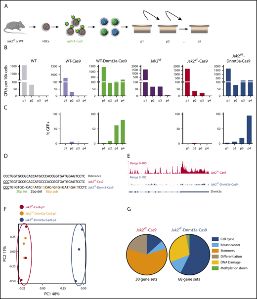 Figure 1. Dnmt3a loss increases self-renewal capacities in Jak2VF HSCs in vitro. (A) Experimental design, WT, and Jak2VF LSKs were sorted, transduced with lentivirus coding Cas9 coupled to a GFP reporter plus or minus sg-RNA targeting Dnmt3a. Thirty-six hours following transduction, 10k cells were seeded into methyl cellulose plates in triplicate; CFUs were counted and seeded weekly. (B) CFU count upon serial replating (4weeks) of LSKs derived cells from (left to right) WT, WT-Cas9, WT-Dnmt3a-Cas9, Jak2VF, Jak2VF-Cas9, Jak2VF-Dnmt3a-Cas9 conditions. (C) GFP expression upon cells replating (percentage) in WT-Cas9, WT-Dnmt3a-Cas9, Jak2VF-Cas9, Jak2VF-Dnmt3a-Cas9 LSKs derived cells. (D) Sequence alignment of the Dnmt3a gene at sgRNA binding loci within Jak2VF-Cas9 at week 1 (p1) and Jak2VF-Dnmt3a-Cas9 LSK-derived cells at week 5 (p5). (E) Dnmt3a transcription related peaks showing gene expression (read intensity) in Jak2VF-Cas9 (p1) and in Jak2VF-Dnmt3a-Cas9 (P5) at Dnmt3a-Cas9 target loci. (F) Principal component analysis (PCA) plot showing gene-expression profile of the LSK-derived cells from Jak2VF-Cas9 -p1 (black), Jak2VF-Dnmt3a-Cas9-p1 (orange), Jak2VF-Dnmt3a-Cas9-p5 (dark blue). Each dot represents an independent biological sample. (G) Categorized gene enriched in Jak2VF-Cas9 and Jak2VF-Dnmt3a-Cas9 gene expression (RNA-Seq). Gene-set enrichment of transcriptional pathways link to cell cycle, breast cancer, stemness, DNA damage, and hypomethylation-mediated gene expression.