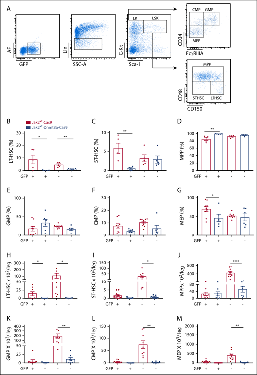 Figure 4. Myelofibrotic transformation in Jak2VF-Dnmt3a-Cas9 is associated with HSC depletion and the accumulation of MPPs. (A) Representative gating strategy used to identify HSPCs (LK, CMP, GMP, MEP, LSK, MPP, ST-HSC, LT-HSC) based on expression of GFP, lineage expression markers (Lin), c-Kit, Sca-1, CD34, FCγRIIIA, CD48, and CD150 in BM. (B) Percentage of LT-HSC, (C) ST-HSC, (D) MPP, (E) GMP, (F) CMP, and (G) MEP in GFP+ and GFP− compartment from BM of Jak2VF-Cas9 and Jak2VF-Dnmt3a-Cas9 LSK+ recipient mice (week 32). Absolute numbers of (H) LT-HSC, (I) ST-HSC, (J) MPP, (K) GMP, (L) CMP, and (M) MEP in GFP+ and GFP− compartment from BM of Jak2VF -Cas9 and Jak2VF-Dnmt3a-Cas9 LSK recipient mice (week 32), including Cas9− unedited controls. In all figures, P values were calculated using the unpaired Student t test, comparing Jak2VF-Dnmt3a-Cas9 to Jak2VF-Cas9, *P < .05, **P < .01, ***P < .001 with mean ± SEM.