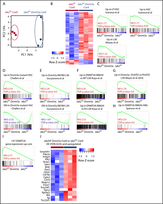 Figure 5. Dnmt3a regulates a core transcriptional signature correlating with HSC and self- renewal. (A) RNA-seq analysis. PCA plot representing differentially expressed (DE) gene-expression profile of the LSK cells form Jak2VF-Cas9 and Jak2VF-Dnmt3a-Cas9 recipients 8 weeks post-transplant. Each dot represents an individual biological replicate (mouse). (B) Heat map showing differentially expressed genes (FDR < 0.05) from Jak2VF-Cas9, and Jak2VF-Dnmt3a-Cas9. (C) GSEA, gene-expression signatures of LT-HSC and hematopoietic progenitor stemness genes comparing LSKs sorted from Jak2VF-Cas9 and Jak2VF-Dnmt3a-Cas9 recipient mice. The NES and FDR q value are indicated (top and bottom rows, respectively) on each GSEA plot. (D) GSEA for Dnmt3a mutant/KO gene-expression signatures in LSK, Cd150+,23 (E) LSK,24 (F) LSK,22 (G) LSK,25 and (H) AML.26 NES (top), and FDR q value (bottom rows) are indicated on each GSEA plot. (I) DNMT3A gene-expression core signature based on the overlap between studies (D-H). (J) Heat map of differentially upregulated genes (FDR < 0.05) in Jak2VF-Dnmt3a-Cas9 that are in the DNMT3A upregulated gene core.