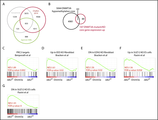 Figure 6. Altered DNA methylation explains a minority of gene-expression changes after Dnmt3a loss. (A) Venn diagram showing overlap of gene significantly hypomethylated between compared data sets.24,26,43 (B) Venn diagram showing overlap between the hypomethylated gene core and the DNMT3A gene-expression core. (C) GSEA plot representing PRC2 complex regulated genes in edited LSK from Jak2VF-Dnmt3a-Cas9 and Jak2VF-Cas9 recipient mice. (D-G) GSEA plot representing PRC2 complex (EED, EZH2, and SUZ12) in edited LSK from Jak2VF-Dnmt3a-Cas9 and Jak2VF-Cas9 recipient mice.