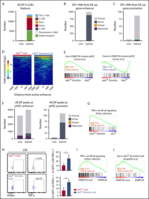 Figure 7. Dnmt3a loss leads to increased accessibility at enhancer chromatin marks and activation of inflammatory signaling. (A) Analysis of genome-wide differential peaks (DP) in Jak2VF-Dnmt3a-Cas9 compared with Jak2VF-Cas9 LSK recipient 8 weeks posttransplant. Peaks annotated according to their genomic features. Upstream or downstream ±1 kb TSS (blue), 5′ UTR (maroon), exon (orange), intron (red), 3′UTR (dark blue), ≤2 kb downstream of gene body (gray), distal intergenic (green), if not corresponding to any of previous defined feature (black). (B) DP FDR < 0.05 in Jak2VF-Dnmt3a-Cas9 compared with Jak2VF-Cas9 LSK recipient mice 8 weeks posttransplant within hematopoietic progenitor–specific (ST-HSCs + MPPs) enhancers, within 1 Mb of Jak2VF-Dnmt3a-Cas9 upregulated gene. Primed (gray), active (dark gray), poised (orange) or repressed (maroon). (C) DP (FDR < 0.05), in Jak2VF-Dnmt3a-Cas9 compared with Jak2VF-Cas9 LSK recipient mice 8 weeks posttransplant, at promoter regions (containing H3K4Me3 marks within 1 kb up stream or downstream of TSS from nearest Dnmt3a regulated gene). Primed (gray), active (green), repressed (maroon). (D) Heat map represents DP within active enhancers. The x-axis represents the distance of the peak from the active enhancer center and each horizontal line on the y-axis represent the peaks log2 transformed fold enrichment above the background in Jak2VF-Dnmt3a-Cas9 and Jak2VF-Cas9 controls. (E) GSEA plot for DNMT3A-MUT pHSCs DE gene defined in human pHSCs comparing LSK from Jak2VF-Dnmt3a-Cas9 and Jak2VF-Cas9 recipient mice. (F) Number of DP (FDR < 0.05) within annotated enhancers (left) and annotated promoters (right) from DNMT3A-WT and DNMT3A-MUT pHSCs. Primed (gray), active (dark gray), repressed (maroon). (G) GSEA plot analyzing TNFα gene-expression signature within LSK from Jak2VF-Dnmt3a-Cas9 and Jak2VF-Cas9 recipient mice. NES (top) and FDR q value (bottom rows) are indicated. (H) Intracellular staining for TNFα production in LK and LSK from Jak2VF-Dnmt3a-Cas9 and Jak2VF-Cas9 control. TNFα staining and percentage of TNFα + (LSK or LK+) in Jak2VF-Cas9 and Jak2VF-Dnmt3a-Cas9. P values were calculated using the unpaired Student t test, *P < .05, mean ± SD. (I) GSEA plot demonstrating enrichment of TNFα gene-expression signature within MF patients with mutated DNMT3A vs nonmutated controls. (J) GSEA plot demonstrating enrichment of murine gene-expression signature derived from Jak2VF-Dnmt3a-Cas9 LSK, within human MF with mutated DNMT3A.