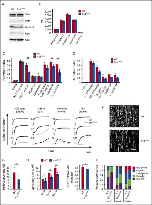 Figure 1. Platelet function is impaired in Tln13mut mice. (A) Western blots showing Talin1, RIAM, Kindlin-3, and Rap1 levels in WT and Tln13mut platelets. Actin served as loading control. (B) Surface levels of integrins α2, β1, αIIb, β3, and α5 assessed by flow cytometry (n = 4 mice). (C-D) Platelet integrin activation of control and Tln3mut platelets analyzed by JON/A (C) and fibrinogen binding (D) upon stimulation with thrombin (n = 11 WT/12 Tln13mut), ADP (n = 11 WT/12 Tln13mut), U46619 (n = 5), a combination of ADP and U46619 (n = 5), or collagen-related peptide (CRP; n = 5). Activation index represents mean fluorescence intensity (MFI) values of JON/A-PE or fibrinogen–Alexa 647 normalized to integrin β3 levels. MFI values of WT platelets stimulated with 0.1 U of thrombin are set to 1; n represents the number of mice. (E) Representative platelet aggregation curves measured upon stimulation with different concentrations of collagen, U46619, thrombin, and CRP. Quantification of the data is provided in supplemental Figure 5. (F-G) Heparinized whole blood was perfused through micro flow chambers coated with fibrillar collagen to assess adhesion under flow. (F) Representative images of adherent CFSE-stained platelets after perfusion. Scale bar, 80 μm. (G) Quantification of platelet surface coverage normalized to platelet counts (n = 7 mice). (H) Quantification of platelet spreading area on fibrinogen 5, 10, and 30 minutes after activation with 0.01 U of thrombin (n = 5 experiments and mice). (I) Relative F-actin levels in resting vs thrombin-activated (0.01 U of thrombin) platelets quantified by phalloidin–Alexa Fluor 546 staining and subsequent fluorescence-activated cell sorter analysis (n = 4 mice). (J) Relative distribution of WT and Tln13mut platelets at different spreading stages 5, 10, and 30 minutes after plating on a fibrinogen-coated surface (n = 5 experiments and mice). Values are given as means ± 95% confidence intervals. *P < .05, **P < .01.