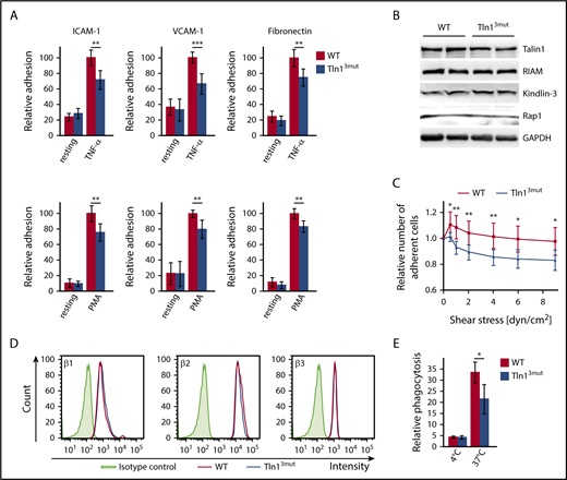 Figure 3. Integrin-mediated functions are impaired in Tln13mut PMNs. (A) Static adhesion of WT and Tln13mut PMNs on fibronectin, ICAM-1, and VCAM-1 upon stimulation with TNF-α or PMA compared with resting PMNs (n = 12 mice). (B) Analysis of Talin1, RIAM, Kindlin-3, and Rap1 expression in control and Tln13mut PMNs by western blotting. Glyceraldehyde-3-phosphate dehydrogenase (GAPDH) served as loading control. (C) Adhesion strengthening of TNF-α–stimulated WT and Tln13mut PMNs on ICAM-1 under increasing shear stress (0.5-9.0 dyn/cm2) measured as the number of adherent cells relative to initially adherent cells (n = 16 channels analyzed in 4 independent experiments). (D) Representative fluorescence-activated cell sorter blots illustrating surface levels of integrin β1, β2, and β3 on Gr-1+ neutrophils isolated from bone marrow. (E) Relative amount of fluorescently labeled Escherichia coli particles phagocytosed by WT and Tln13mut neutrophils (n = 3 mice). All values are given as means ± 95% confidence intervals. *P < .05, **P < .01, ***P < .001.