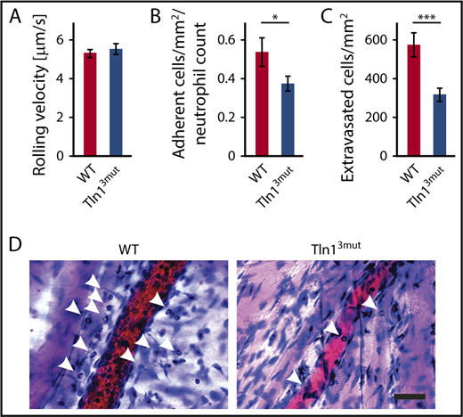 Figure 4. Neutrophil recruitment is reduced in Tln13mut mice. (A-D) In vivo leukocyte rolling velocity, adhesion efficiency, and extravasation were analyzed in mouse cremaster muscle venules of WT and Tln13mut mice 2 hours after intrascrotal injection of TNF-α. Rolling velocity (A) and adhesion efficiency (B) (adherent cells per mm2 normalized to the total neutrophil count) were analyzed using intravital microscopy. (C) Leukocyte extravasation was assessed in the perivascular region upon Giemsa staining of cremaster muscle whole mounts (n = 17 vessels in 4 WT and 4 Tln3mut mice). Values are given as means ± standard errors of the mean. (D) Representative images of Giemsa-stained whole mounts of WT and Tln13mut mice. Arrows point to extravasated neutrophils. Scale bar, 30 µm. *P < .05, ***P < .001.