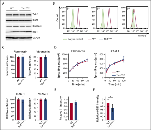 Figure 5. Adhesion and spreading of Tln13mut macrophages are not impaired despite reduced levels of integrin activation. (A) Expression levels of Talin1, RIAM, Kindlin-3, and Rap1 in WT and Tln13mut macrophages assessed by western blotting. Glyceraldehyde-3-phosphate dehydrogenase (GAPDH) served as loading control. (B) Surface expression of integrin β1, β2, and β3 of WT (red) and Tln13mut (blue) macrophages shown in representative FACS blots. (C) Static adhesion of Tln13mut compared with WT macrophages on fibronectin, vitronectin, ICAM-1, and VCAM-1 (n = 6 experiments; cells isolated from 3 mice per genotype). (D) Spreading of WT and Tln13mut macrophages on fibronectin and ICAM-1 (n = 6 experiments; cells isolated from 3 mice per genotype). (E-F) Quantification of total (E) and 9EG7+ (F) β1 integrin staining intensity in regions of clustered integrins in WT and Tln13mut macrophages 2 hours after plating on a fibronectin-coated surface (WT values for each experiment set to 1; n = 6 experiments; cells from 2 mice of each genotype). Values are given as means ± 95% confidence intervals. *P < .05.