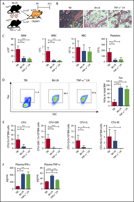 Figure 1. TNF-α deficiency in donor effector cells does not block T-cell–mediated BM destruction. (A) CByB6F1 mice were irradiated with 5 Gy TBI without (TBI; n = 4) or with infusion of 5 × 106 LN cells from WT C57BL/6 (B6 LN; n = 5) or TNF-α−/− (TNF-α−/− LN; n = 5) donors to induce BM failure. Animals were euthanized and evaluated at day 13. (B) Histology of sternums from CByB6F1 mice that received TBI, TBI plus B6 LN, or TBI plus TNF-α−/− LN treatments shown as representative images (original magnification ×200; hematoxylin and eosin stain). (C) CByB6F1 mice that received LN infusion from either WT B6 or TNF-α−/− donors developed BM failure showing reduction in BM cells, WBCs, and platelets. (D) CByB6F1 mice that received B6 LN or TNF-α−/− LN infusion expressed high levels of Fas on whole BM cells. (E) BM cells from CByB6F1 mice that received B6 LN or TNF-α−/− LN infusion showed reduced total CFU, CFU-GM, CFU-G, and CFU-M, relative to control mice treated with TBI only. (F) CByB6F1 mice that received B6 LN or TNF-α−/− LN infusion had high levels of IFN-γ and TNF-α in the plasma. *P < .05; **P < .01; ***P < .001; ****P < .0001. SSC, side scatter.