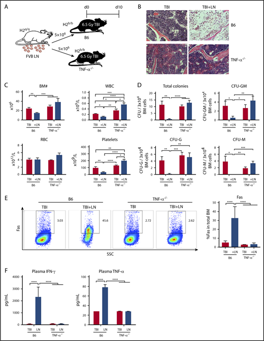 Figure 2. TNF-α–deficient mice are resistant to immune-mediated BM failure. (A) WT C57BL/6 (B6) mice or B6 mice carrying germline deletion of TNF-α (TNF-α−/−) were irradiated with 6.5 Gy TBI without (TBI) or with infusion of 5 × 106 LN cells (TBI+LN) from FVB donors to induce BM failure. Animals were evaluated at day 10. (B) Histology of sternums from B6 or TNF-α−/− mice that received TBI or TBI+LN infusion (original magnification ×200; hematoxylin and eosin stain). (C) B6 mice that received TBI+LN infusion (n = 10) showed declines in WBCs, platelets, and total BM cells relative to TBI controls (n = 8), whereas TNF-α−/− animals that received TBI+LN infusion (n = 5) showed no decline in blood or BM cells relative to TBI controls (n = 4). (D) TBI+LN infusion caused significant declines in BM total CFU, CFU-G, CFU-M, and CFU-GM in B6 mice, whereas no such decline was detected in TBI+LN-infused TNF-α−/− mice. (E) Fas expression on total BM cells was increased in B6, but not in TNF-α−/−, recipient mice following FVB LN-cell injection. (F) Blood plasma concentrations of IFN-γ and TNF-α increased drastically in B6, but not in TNF-α−/−, recipient mice following FVB LN-cell infusion, relative to their respective TBI controls. *P < .05; **P < .01; ***P < .001; ****P < .0001.