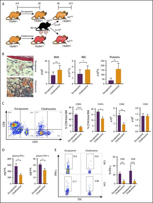 Figure 3. Macrophage depletion ameliorates BM failure. (A) Macrophages from CByB6F1 recipient mice were depleted with Clodrosome before induction of BM failure; Encapsome was used as vehicle control. Severity of BM failure was evaluated at day 13. (B) Macrophage depletion with Clodrosome (n = 9) attenuated immune-mediated BM failure in CByB6F1 mice with improved BM structure, and increased numbers of BM cells, RBCs, and platelets, when compared with mice treated with Encapsome as vehicle control (n = 5) without macrophage depletion (original magnification ×200; hematoxylin and eosin stain). (C) Macrophage depletion by Clodrosome suppressed expansion of T cells, especially CD8+ T cells, in the BM relative to vehicle control without macrophage depletion. (D) Macrophage depletion by Clodrosome reduced plasma levels of IFN-γ and TNF-α. (E) Macrophage depletion by Clodrosome suppressed IFN-γ levels in both CD8+ and CD4+ T cells in the BM. *P < .05; **P < .01; ***P < .001; ****P < .0001.