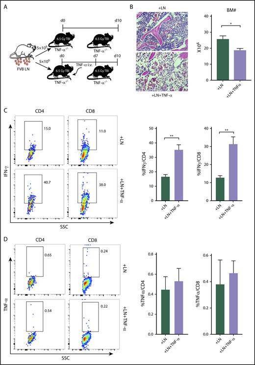 Figure 4. Exogenous TNF-α accelerates BM destruction and promotes T-cell IFN-γ secretion in TNF-α−/−mice. (A) TNF-α−/− mice received 6.5 Gy TBI and infusion of 5 × 106 FVB LN cells were either untreated (n = 4), or were injected with recombinant TNF-α protein at 100 ng per day IV for 7 days (n = 5). Mice were euthanized and analyzed on day 10. Injection of recombinant TNF-α to LN-cell–infused TNF-α−/− mice reduced BM cellularity (n = 4; original magnification ×200; hematoxylin and eosin stain) (B), significantly increased intracellular IFN-γ levels in BM CD4+ and CD8+ T cells (C), but did not change intracellular TNF-α levels in BM CD4+ and CD8+ T cells (D), when compared with LN-cell–infused TNF-α−/− mice without TNF-α injection. *P < .05; **P < .01.