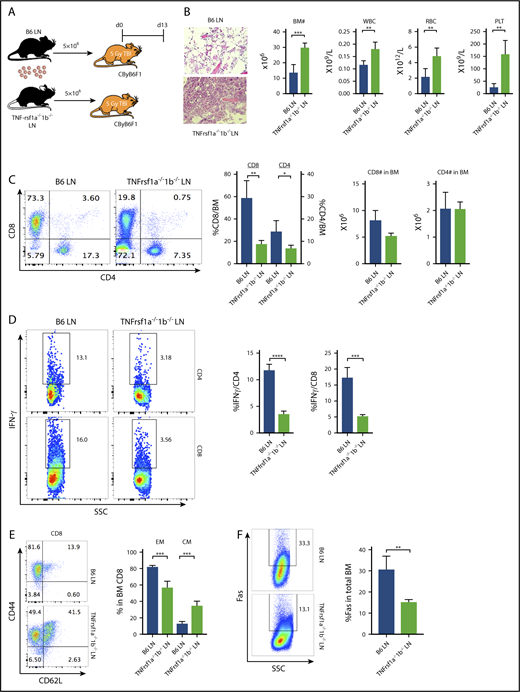 Figure 5. TNF-α modulates T-cell function through engagement with TNF-αRs on T cells. (A) CByB6F1 recipients were preirradiated at 5 Gy TBI and were infused with 5 × 106 LN cells from WT B6 (n = 5) or TNFrsf1a−/−1b−/− (n = 4) donors. Recipient mice were bled and analyzed on day 13. Relative to recipients of WT B6 LN cells, recipients of TNFrsf1a−/−1b−/− LN cells had: (B) higher levels of BM cells, RBCs, WBCs, and platelets (PLT) (original magnification ×200; hematoxylin and eosin stain); (C) lower-level infiltration of T cells, especially CD8+ T cells, in recipient BM; (D) reduced intracellular IFN-γ expression in BM-infiltrated CD4+ and CD8+ T cells; (E) reduced BM proportion of effector memory (EM) CD8+ T cells and increased BM proportion of central memory (CM) CD8+ T cells; (F) reduced Fas expression on residual BM cells. *P < .05; **P < .01; ***P < .001; ****P < .0001.