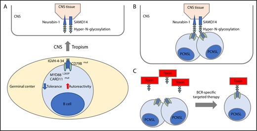 Hyper-N-glycosylated autoantigen-mediated CNS tropism. (A) PCNSL cells are derived from germinal center exit B cells that preferentially express BCR using the IGVH-4-34 genes that are known to produce antibodies with increased autoreactivity. Besides uniform activation of the BCR with CD79B mutations, PCNSL cells exhibit frequent cooccurring MYD88L265P and infrequent CARD11 mutations, both known genetic alterations associated with tolerance failure and survival of autoantigen recognizing B cells (lower). In this issue of Blood, Thurner et al identify that PCNSL patients exhibit a hyper-N-glycosylated form of SAMD14 and neurabin-1 with high expression in the CNS tissue (upper). (B) Thurner et al discovered that the BCR of the PCNSL cells recognize the hyper-N-glycosylated forms of SAMD14 and neurabin-1, providing an attractive explanation that they have a canonical role in CNS tropism of this disease. (C) Concept of BCR-directed targeted therapy. A toxin is bound to the epitope of neurabin-1 that then bound specifically the tumor cells.