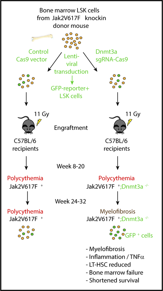 Design and time course of the in vivo experiments. Bone marrow lineage−, Sca1+, c-Kit+ (LSK) cells isolated from a Jak2V617F knockin mouse were transduced with lentivirus encoding Cas9 and green fluorescent protein (GFP) reporter with nontargeting single-guide RNA (control; left) or single-guide RNA targeting Dnmt3a (right) and transplanted into recipient mice lethally irradiated with 11 Gy. After engraftment, both the control mice (Jak2V617F+) and the Dnmt3a targeted mice (Jak2V617F+;Dnmt3a−/−) developed polycythemia, which in the Dnmt3a targeted mice progressed to myelofibrosis and bone marrow failure. Note that the GFP-positive Jak2V617F+;Dnmt3a−/− cells were positively selected over time. LT-HSC, long-term hematopoietic stem cells.