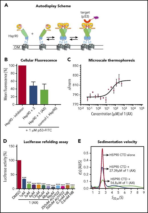Figure 2. Selective binding of compound 1 (AX) and 2 to the HSP90 C terminus. (A) Scheme of the HSP90 dimerization assay using Autodisplay. HSP90 is displayed on the surface of E coli cells via the Autodisplay technique. The motility of the anchoring domain within the outer membrane of E coli facilitates the dimerization of Hsp90. Dimerized HSP90 on the surface of E coli is capable of binding to fluorescein isothiocyanate (FITC)–labeled p53. This leads to an increase of cellular fluorescence, which can then be detected via flow cytometry. Blocking the dimerization of surface displayed Hsp90 inhibits the binding of FITC-labeled p53 to HSP90 and thus leads to a decrease of cellular fluorescence.33 (B) Inhibition of dimerization of on E coli cells displayed HSP90 measured via flow cytometry. Experiments were performed 3 times independently (n = 3), and error bars denote the standard deviation. Incubation of E coli BL21 (DE3) cells displaying HSP90 with 1 µM FITC-labeled p53 leads to a high cellular fluorescence, indicating dimerization of HSP90, whereas no cellular fluorescence was detectable in E coli cells without displaying HSP90 (control cells). Preincubation of cells with surface displayed HSP90 with 50 µM of 1 (AX) and 2, respectively, leads to a loss in cellular fluorescence, indicating a lowered binding affinity of FITC-labeled p53 to surface-displayed HSP90. (C) Determination of the apparent Kd value of the NT-647–labeled C-terminal domain of HSP90 and 1 (AX) via MST. A constant amount of the 50 nM–labeled C-terminal domain of HSP90 was used (n = 3). The resulting mean values were determined and used in the Kd fit formula. This yielded an apparent Kd of 27.39 µM for 1 (AX). (D) A cell-based HSP90-dependent luciferase assay was performed on stably expressing K562-luciferase cells. The extent of thermally denatured luciferase refolding (3 minutes at 50°C) in the presence of 1 (AX), NB, and AUY922 was monitored after 180 minutes. (E) Influence of 1 (AX) on the size distribution of HSP90 CTD revealed by sedimentation velocity analysis. 20 μM HSP90 CTD alone (purple), 20 μM HSP90 CTD plus 27.4 μM 1 (AX) (blue), and 20 μM HSP90 CTD plus 54.8 μM 1 (AX) (cyan) were analyzed at 50 000 rpm at 20°C, and the continuous c(s) model was applied to evaluate the data. The s-values were standardized to s20,w-values. Columns depict the mean of 3 independent experiments (n = 3). Significance analyses of normally distributed data with variance similar between groups used paired, 2-tailed Student t test. *P < .05, **P < .005, ***P < .001.