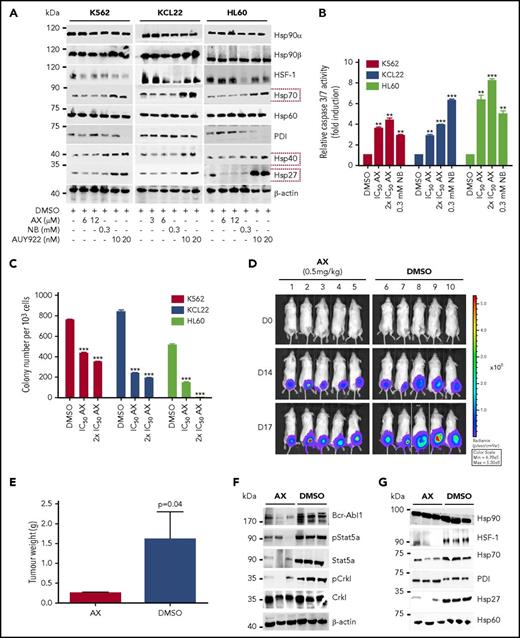 Figure 4. AX is a potent inhibitor in leukemic cell lines without inducing any HSR. (A) K562, KCL22, and HL60 were treated with the indicated (cytotoxic) concentration of AX, NB and AUY922 for 48 hours, and protein lysates were later subjected to immunoblot analysis. AX and NB (C-terminal HSP90 inhibitors) do not induce expression of HSP70, HSP40, and HSP27, whereas AUY922 (an N-terminal HSP90 inhibitor) demonstrates HSR induction by triggering their expression. HSP60 (primarily present in mitochondria) and PDI (primarily present in endoplasmic reticulum) served as controls for the HSR in the cytoplasm, in response to inhibition of HSP90 dimerization via the CTD. (B) K562, KCL22, and HL60 (Mutz-2; data not shown) were treated with AX for 48 hours, and enzymatic activity of caspase-3/7 was later examined by caspase-3/7–dependent Glo assay (absorbance at 405 nm). (C) K562, HL60, KCL22 cells were seeded in methylcellulose medium containing respective compounds at indicated concentration after treatment in liquid medium for 24 hours. Colonies were counted after 14 days. (D) 5 × 105 luciferase-expressing K562 cells were subcutaneously transplanted into NSG mice. Starting the day after transplantation, animals were treated by peritumoral injection (15 µg) of compound AX (0.5 mg/kg dose) or solvent only (DMSO). One control DMSO-treated mouse was sacrificed earlier (on day 16) because of large tumor size. Luminescence was monitored every 3 or 4 days after intraperitoneal injection of 100 µL luciferin, and the final analysis was performed on day 17 (n = 5 mice per group). (E) AX reduced tumor burden with respect to tumor weight 0.24 ± 0.01 g vs vehicle 1.6 ± 0.6 g (P = .04; 1-tailed t test). (F) Immunoblot analysis of tumor samples derived from mice treated with AX revealed downregulation of BCR-ABL1 kinase activity and its associated downstream signaling pathways involving Stat5a and Crkl. (G) Immunoblot analysis of tumor samples derived from mice after treatment with AX. Samples displayed no HSR, as evaluated by expression of HSF-1, HSP70, and HSP27; PDI and HSP60 were used as controls. Columns depict the mean of 3 independent experiments (n = 3). Significance analyses of normally distributed data with variance similar between groups used paired, 2-tailed Student t test. *P < .05, **P < .005, ***P < .001.