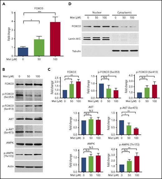 Figure 2. Treatment of HSPCs with metformin (Met) increases FOXO3 expression, increases the active form of FOXO3, and causes FOXO3 to accumulate in the nucleus. (A) Effect of Met treatment on FOXO3 expression, as measured by RT-qPCR. HSPCs derived from patients with SCD were treated on day 7 of culture and analyzed on day 14. (B) Met treatment increases the active form of FOXO3 activator AMPK (Thr172 phosphorylated AMPK) and the active nuclear-localizing form of FOXO3 (Ser413 p-FOXO3) and decreases the active form of the FOXO3 inhibitor, AKT (Ser473 phosphorylated AKT), and the cytoplasmic form of FOXO3 (Ser253 p-FOXO3). HSPCs derived from patients with SCD were treated on day 13 of culture and analyzed 24 hours later on day 14. (C) Aggregate of 3 individual western blots from 3 experiments with unique CD34+ donors with SCD, quantified. (D) Met treatment causes FOXO3 to accumulate in the nucleus. HSPCs from normal donors were treated with various concentrations of Met for 24 hours, collected, separated into nuclear and cytoplasmic fractions, and analyzed by western blot. Error bar represents SD. ***P < .0001, **P < .005, *P < .01. N.S, not significant.