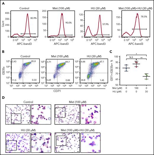 Figure 5. Treatment of primary erythroid culture with metformin (Met) does not arrest erythroid maturation. Normal CD34+ cells were cultured under conditions to promote erythroid maturation, and the indicated drugs were added at day 7. (A) Cells were collected and analyzed by FACS at day 14 for band 3 positivity. (B) Cells were collected and analyzed by FACS at day 14 for CD71/GPA positivity. (C) Aggregate of results from 3 unique SCD donors. (D) Cells were fixed and stained with Wright/Giemsa; scale bars, 10 µM. **P < .005, *P < .05. N.S, not significant.