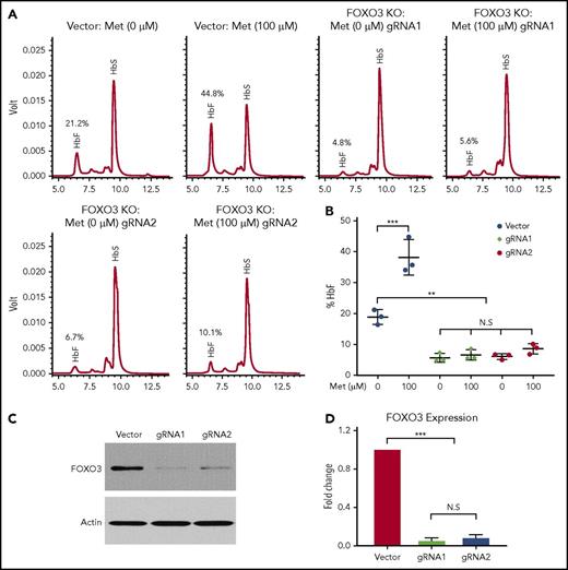 Figure 6. Metformin (Met) induces γ-globin protein and RNA in a FOXO3-dependent manner. (A) The effect of Met treatment on HbF in HSPCs with FOXO3 knocked out using CRISPR/Cas9, as determined by representative HPLC. (B) Three aggregate experiments. (C) Western blot showing the effect of CRISPR/Cas9 editing on FOXO3 protein. (D) Quantification of the effect of CRISPR/Cas9 editing on FOXO3 expression. Error bar represents SD. ***P < .0001, **P < .001. KO, knockout; N.S, not significant.