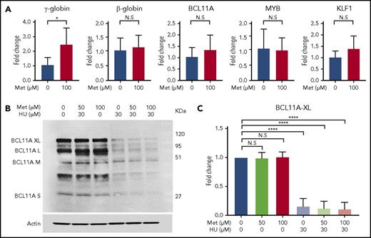 Figure 7. Metformin (Met) does not act through known modifiers of HbF. (A) Treatment with Met does not alter expression levels of BCL11A, KLF1, or MYB. HSPCs from 3 patients with SCD were treated with Met (0 or 100 µM), and expression levels were analyzed by RT-qPCR. (B) Effect of Met treatment on BCL11A, as shown in a representative western blot. (C) Aggregate of 3 independent assays, with quantification of the BCL11A XL band. Error bar represents SD. ****P < .00001, *P < .01. N.S, not significant.