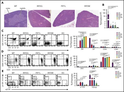 Figure 1. Thymic T-cell development in Rag1-mutant mice. (A) Tissue sections of thymus stained with hematoxylin and eosin for medulla (lighter staining) and cortex (darker staining). Original magnification ×4. (B) Live cell counts from individual thymuses of WT, hypomorphic Rag1-mutant, and Rag1 knockout (KO) mice. Thymocyte developmental stages were analyzed by flow cytometry for double-negative (DN; CD4−CD8−) cells, double-positive (DP; CD4+CD8+) cells, and single-positive (CD4+ or CD8+) cells (C); lineage-negative DN populations, DN1 (CD44+CD25−), DN2 (CD44+CD25+), DN3 (CD44−CD25+), and DN4 (CD44−CD25−) (D), and thymocytes expressing the αβ or γδ form of the TCR (E). Representative flow cytometry panels with 6 thymuses per group (open circles). Error bars represent standard error of the mean. Statistical analysis was performed with 1-way analysis of variance. *P ≤ .05, **P ≤ .01, ***P ≤ .001, ****P ≤ .0001.
