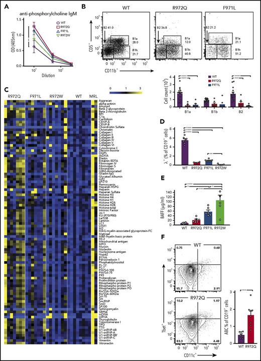 Figure 5. Serum autoantibodies and mechanisms of altered B-cell tolerance in Rag1-mutant mice. (A) Anti-PC IgM measured by enzyme-linked immunosorbent assay (ELISA). (B) Peritoneal lavage was analyzed by flow cytometry for B1 (CD19+CD11b+) and B2 (CD19+CD11b−) cells and B1a (CD19+CD11b+CD5+) and B1b (CD19+CD11b+CD5−) cells. (C) Heat map of serum IgM binding to a protein autoantigen microarray (n = 7-8 mice per strain), normalized to WT reactivity. (D) Percentage of IgM+ B cells in spleen expressing Igλ (n = 4-7 per group). (E) BAFF serum concentrations measured by ELISA (n = 4 per group). (F) Age-associated B cells (ABCs) (Tbet+CD11c+) as percentage of CD19+ cells in spleen (n = 7-8 per group). Error bars represent standard error of the mean. One-way analysis of variance (A-B,D-E) and Mann-Whitney U test (F): *P ≤ .05, **P ≤ .01, ***P ≤ .001, ****P ≤ .0001.