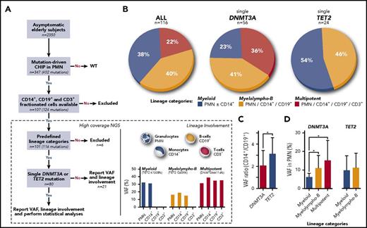 Figure 1. Lineage involvement. (A) Sample processing. (B) Distribution of lineage involvement patterns for all mutations (n = 116), single DNMT3A mutations (n = 56), and single TET2 mutations (n = 24). (C) CD14+:CD19+ VAF ratio in DNMT3A (n = 23) and TET2 (n = 11) individuals with myelolympho-B mutation. (D) Mean VAF for myeloid, myelolympho-B, and multipotent DNMT3A and TET2 mutations. *P < .05. NGS, next-generation sequencing; WT, wild-type.