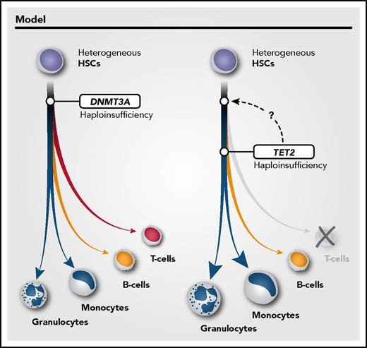 Figure 2. Model of DNMT3A and TET2 clonal origin in CHIP. DNMT3A and TET2 mutations have different lineage involvement. This is compatible with DNMT3A mutations occurring in a multipotent HSC and TET2 mutations in a more committed HSC. Alternatively, DNMT3A and TET2 mutations may occur in a multipotent HSC, but lineage-specific proliferation is influenced by different intrinsic/extrinsic factors conferring a strong myeloid bias for TET2-mutated HSCs.