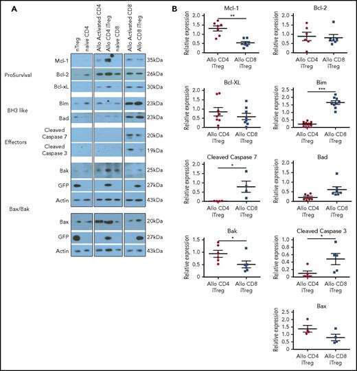 Figure 5. CD8+ Tregs have a proapoptotic phenotype. (A-B) Immunoblot analysis of pro- and antiapoptotic proteins derived from in vitro-generated alloantigen-induced CD4+ and CD8+ Tregs. Representative immunoblots are depicted in (A), and cumulative results of quantitative densitometry analysis from 4 to 9 replicates per blot are shown in (B). *P < .05; **P < .01; ***P < .001.