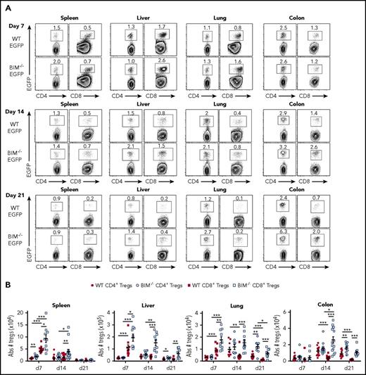Figure 6. Bim regulates the survival of in vivo-induced CD8+ Tregs during GVHD. Lethally irradiated Balb/c mice were transplanted with B6 Rag-1 BM (8 × 106) plus 0.4 × 106 CD4+ and 0.25 × 106 CD8+ EGFP− T cells from either Foxp3EGFP or Bim−/−Foxp3EGFP mice. Cohorts of mice were euthanized on days 7, 14, and 21 posttransplantation, and cells were harvested from the spleen, liver, lung, and colon. (A) Representative contour plots depicting the percentage of donor-derived CD4+ and CD8+ Foxp3+ or Bim−/−Foxp3+ Tregs present in the specified tissues is shown. (B) The absolute number of wild type or Bim−/− CD4+ and CD8+ Tregs in these same tissue sites. Data are derived from 10 to 15 mice per tissue at each point. *P < .05; **P < .01; ***P < .001.